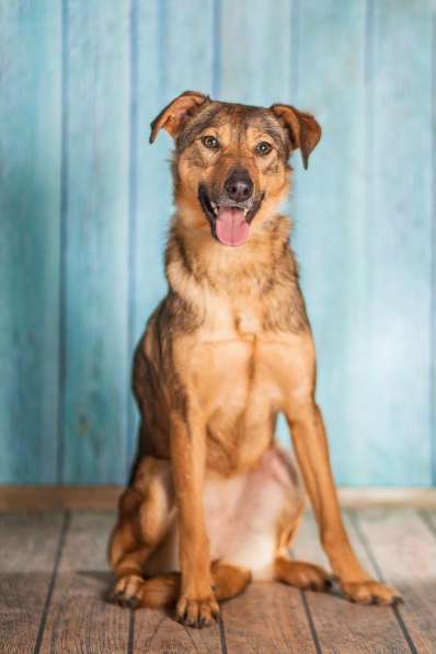 Собачка Симона (просто прелесть) в добрые руки в Москве фото 5