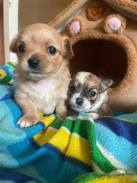 Чихуахуа в Рязани фото 3