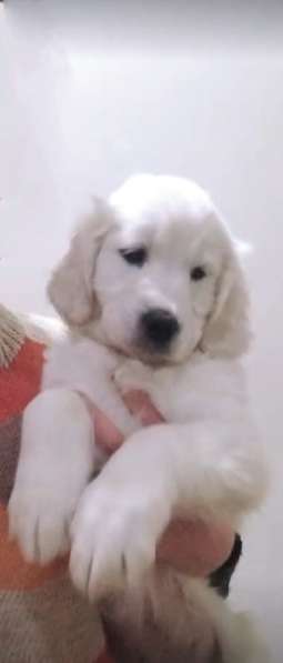 Golden retriever. Girl