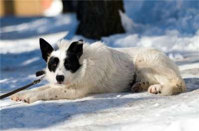 Отдам даром Ищет дом необычная собака Снежинка в Москве фото 6