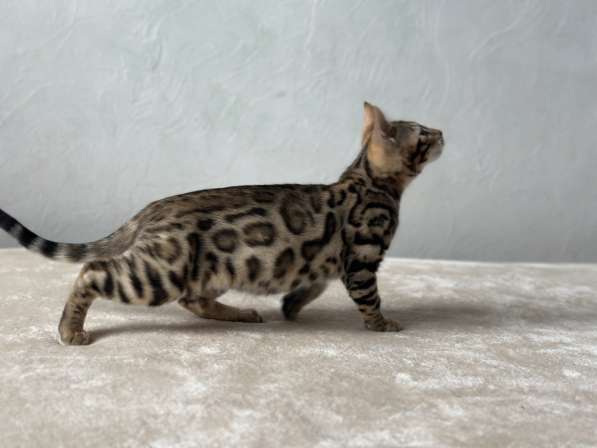 Available Bengal kittens в фото 6