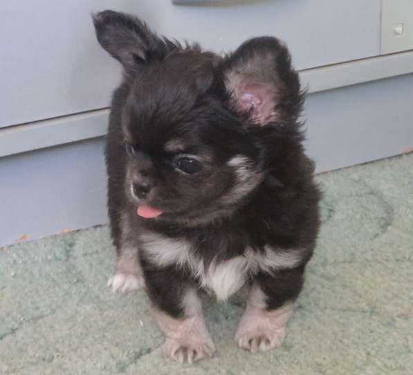 Чихуахуа шоу мальчик в Санкт-Петербурге фото 7