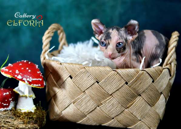 Котята Sphynx, Elf, DWELF в фото 13