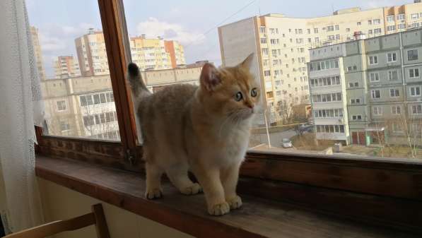 Шотландская золотая шиншилла в Обнинске фото 9