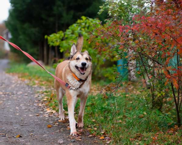 Красивый активный пёс Маффин ищет дом в Санкт-Петербурге фото 7