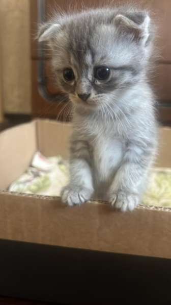 Котята с мамой вислоухой отдам бесплатно в Черкесске фото 5