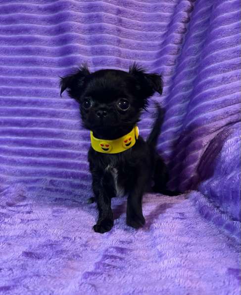 Щенки чихуахуа