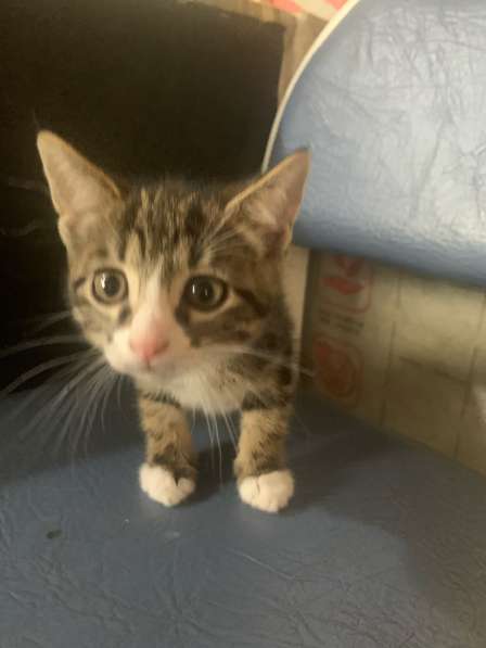 Котята в добрые руки в Санкт-Петербурге фото 6