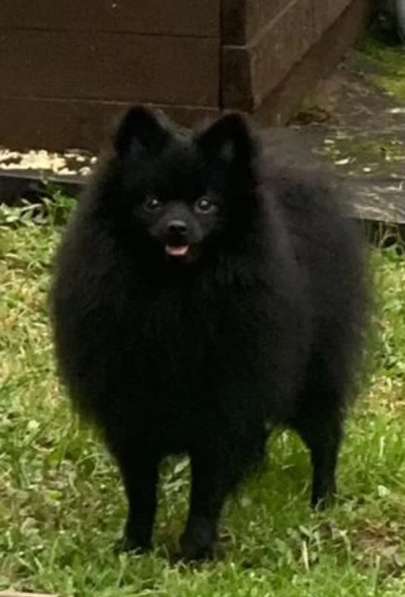 Немецкий шпиц