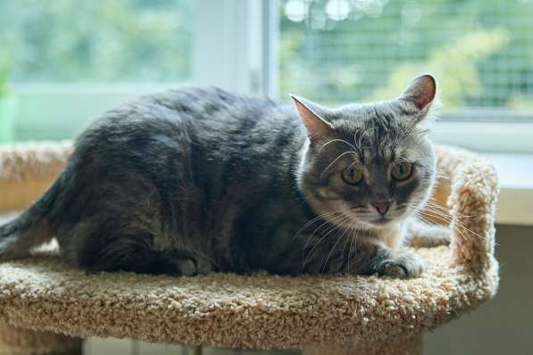 Котик Луня в добрые руки в Москве фото 3