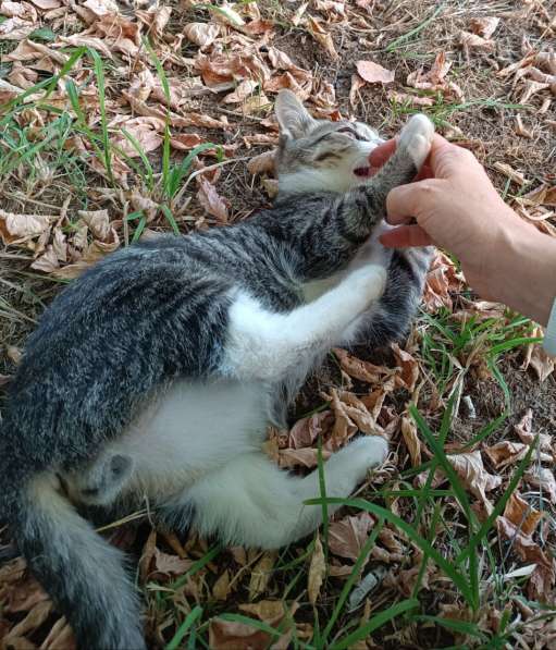 Ищут дом трое котят в Москве