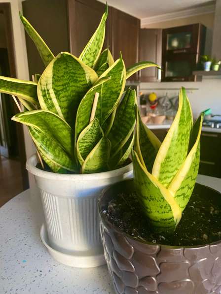 Сансавиерии сортовые в Ставрополе фото 6