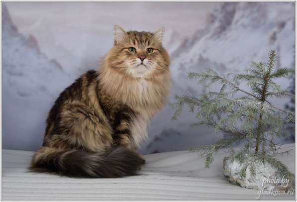 Сибиркие котята в Зеленограде фото 3