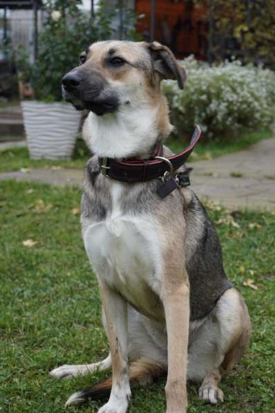 Ласковая собачка Ласка в добрые руки в Москве фото 4