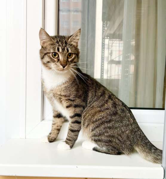 Молоденький полосатый котик Арчи в добрые руки