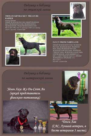 Черные щенки лабрадора со звездной родословной в Красноярске фото 3