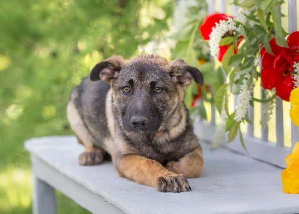 Серьезная щенок Герда в добрые руки в Москве фото 10