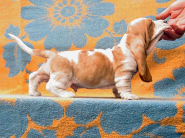 Продаются щенки бассет-хаунда в фото 18