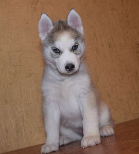 Замечательная девочка хаски. РКФ в Санкт-Петербурге фото 5