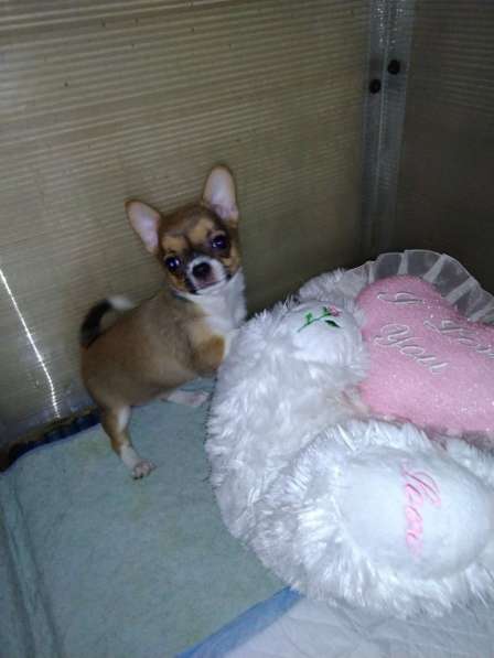 Милые щенки Чихуахуа 2 месяца в Железнодорожном фото 11