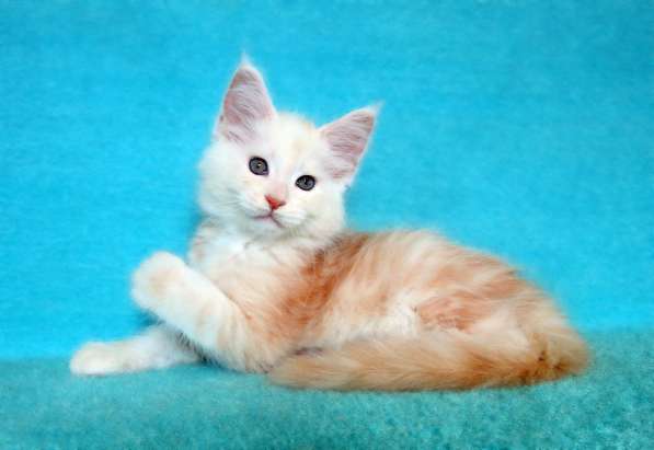 Апельсинки к Новому Году в Рязани фото 33