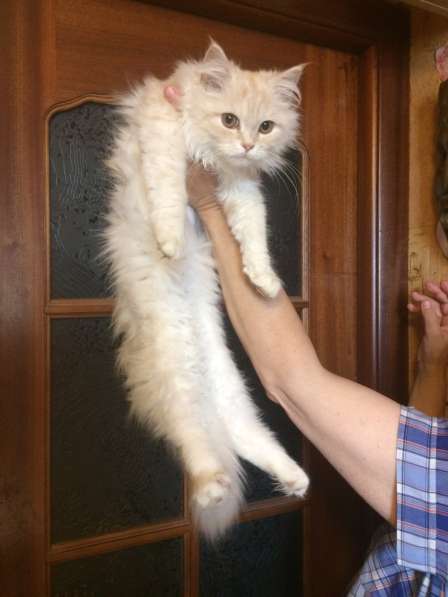 Персидский классический котенок в Москве фото 3