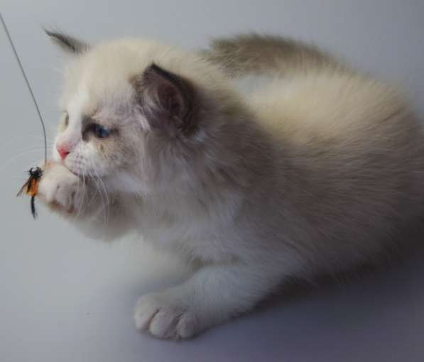 Котята Регдолл в Москве фото 18