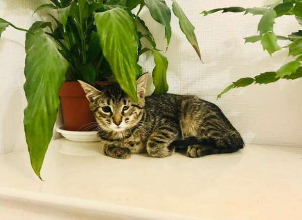 Мурлыка-котенок с дефектом глазика очень ищет дом в Санкт-Петербурге фото 30