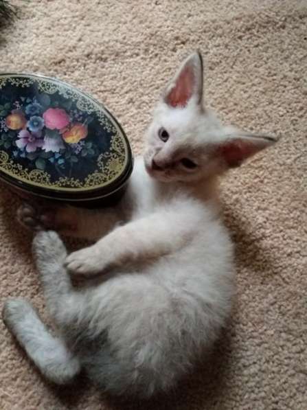 Элитный кудрявый котенок Герман-Рекс мальчик в Санкт-Петербурге фото 28