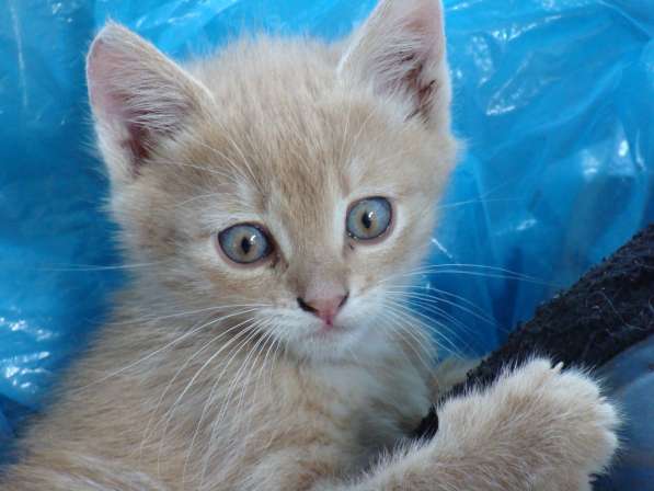 Возьмите счастье в свой дом! в Белгороде фото 3