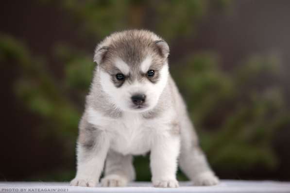 Щенки хаски ищут хозяев в Москве фото 8