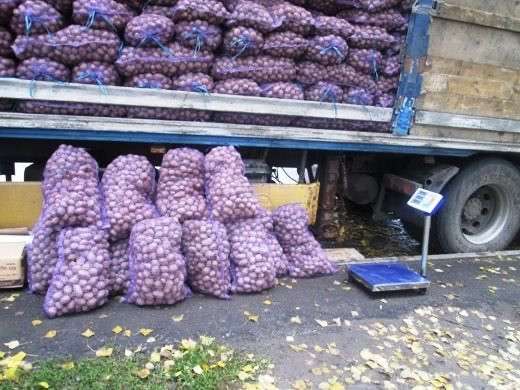 Продам картофель в Томске