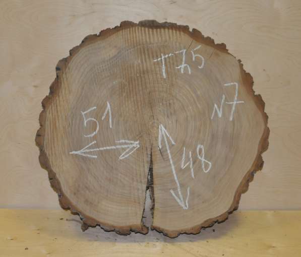 Поперечные спилы карагач в Москве фото 5