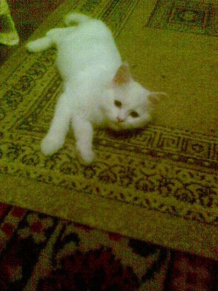 Персидские котята в фото 4