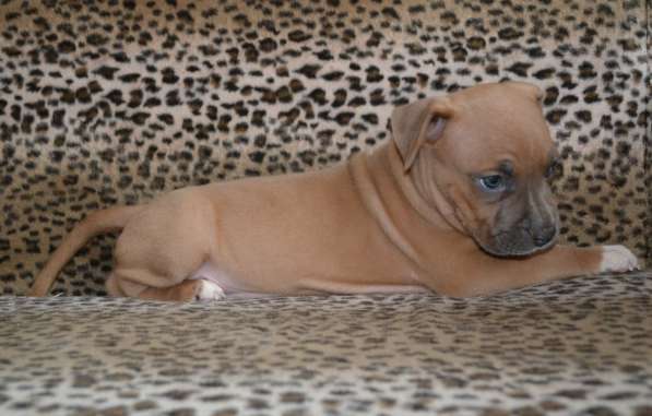 Шикарные Амстаффики мальчики и девочки ркф в Москве фото 4