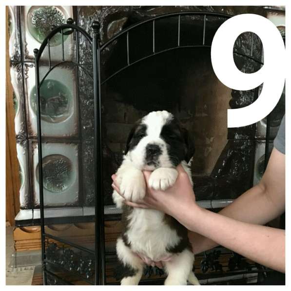 Щенки сенбернара в фото 103