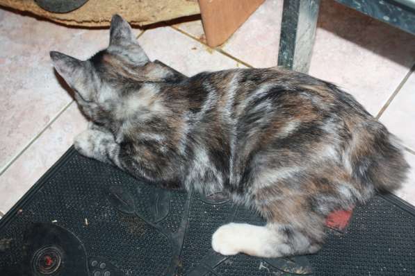 Курильский бобтейл - котята золотого окраса в Краснодаре фото 26