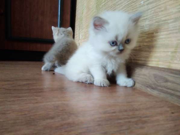 Котята британские в Новокузнецке фото 9