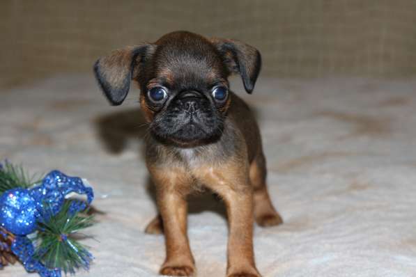 Солнечный мальчик в Санкт-Петербурге