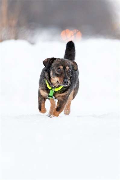Маленькая собака Тося в добрые руки в Москве фото 10