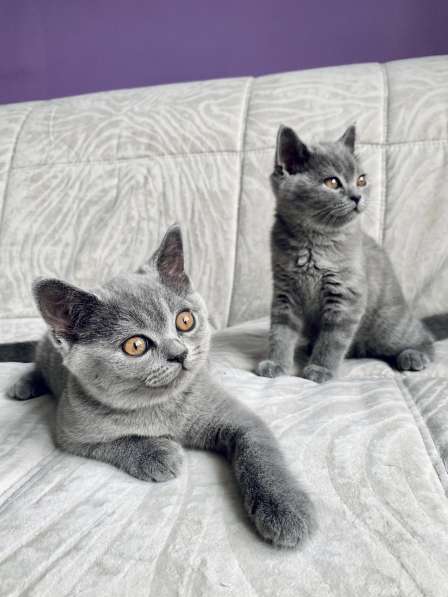 Шотландские плюшевые котята в Москве фото 4