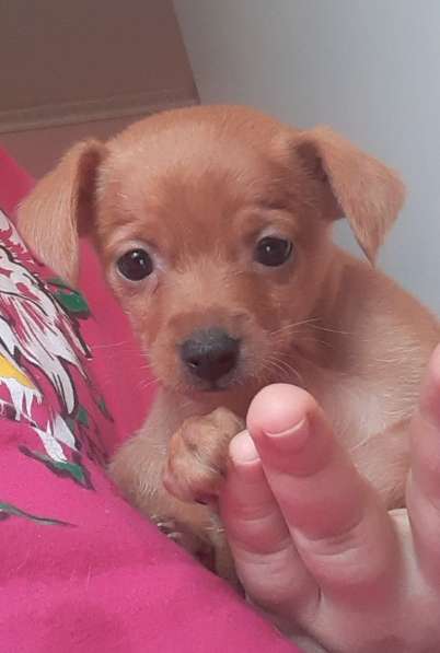 Той терьер щенки