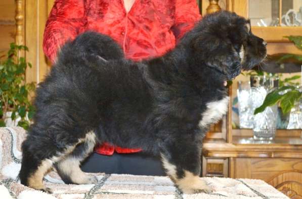 Тибетский мастиф - лучший страж на территории в Москве фото 38