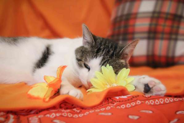 Котик в добрые руки! в Москве фото 7