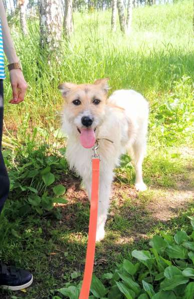 Обаятельная Скрепка ищет семью в Москве фото 24