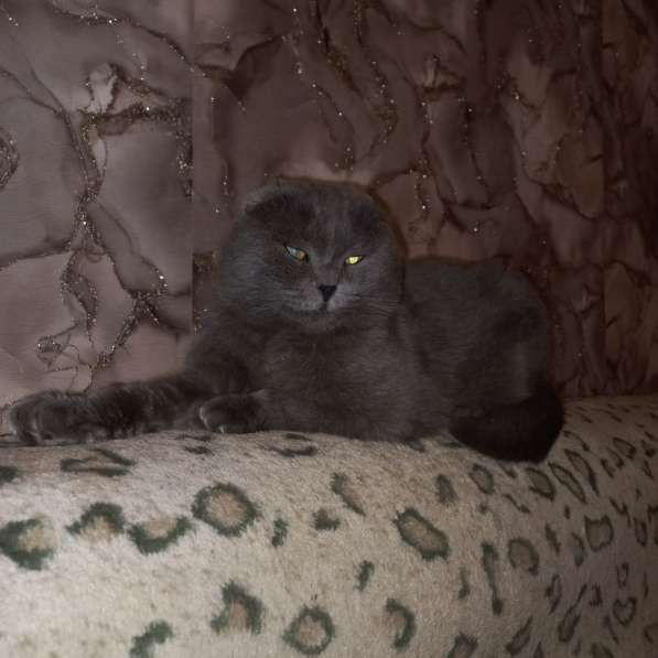 Шотландский котята в Волгограде фото 5