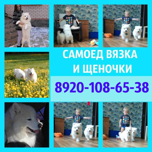 Самоеды вязка и щенки на продажу в Владимире