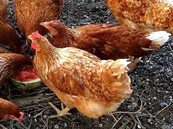 Куры несушки от 100 штук в Владимире