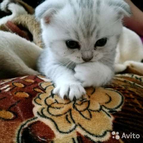 Котята-вислоухие и прямоухие в Костроме фото 11