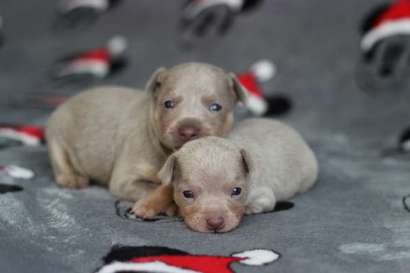 Щенки Русский Той в Иркутске фото 21